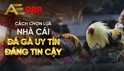 AE888 - Nhà cái đá gà trực tuyến hàng đầu Việt Nam