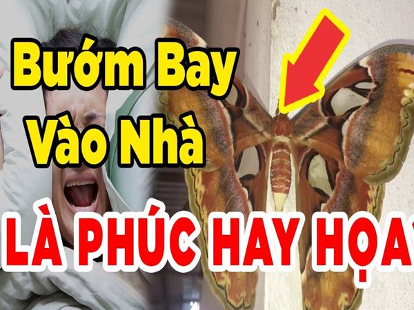 Bươm bướm bay vào nhà là điềm gì