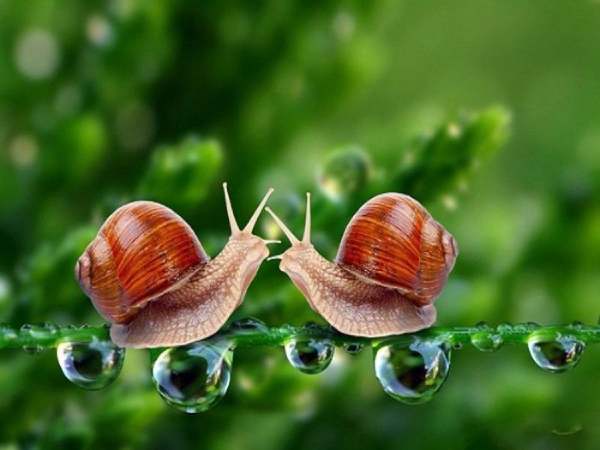 Lý giải chi tiết nằm mơ thấy ốc có ý nghĩa gì chuẩn xác