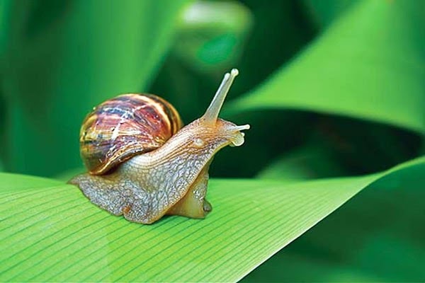 Mộng thấy nhặt được ốc