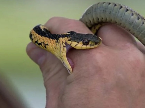 Nằm mơ thấy rắn cắn có điềm báo gì có số gì phát tài Nằm mơ thấy rắn cắn có điềm báo gì có số gì phát tài